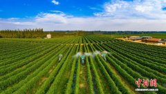 广西水果产量连续八年居