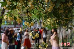 南京历史老街巷花开如瀑