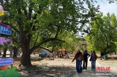 西北赏花经济升温：从一